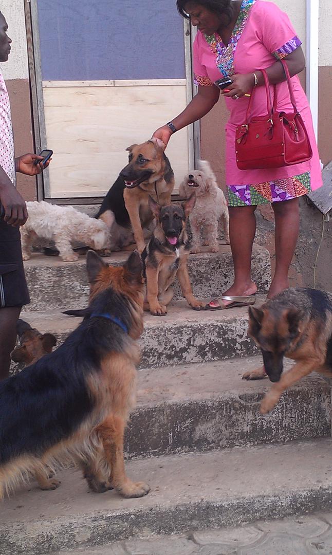 Why Is My German Shepherd Dog Not Affectionate? Ole Dog House Blog