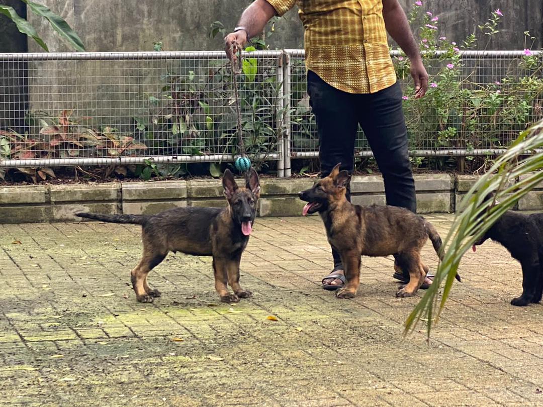 Is It Safe to Buy a Dog Online? Ole Dog House Blog